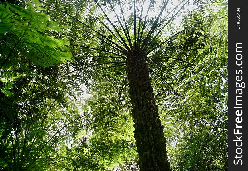 A tree fern in the Gold Coast Hinterland (Queensland, Australia). A tree fern in the Gold Coast Hinterland (Queensland, Australia).
