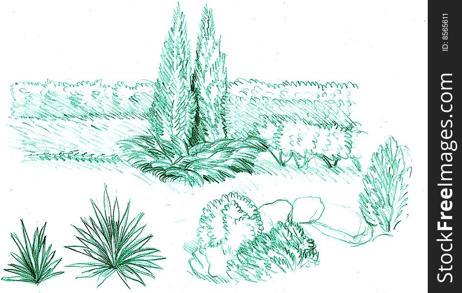 Coniferous bush on a white background