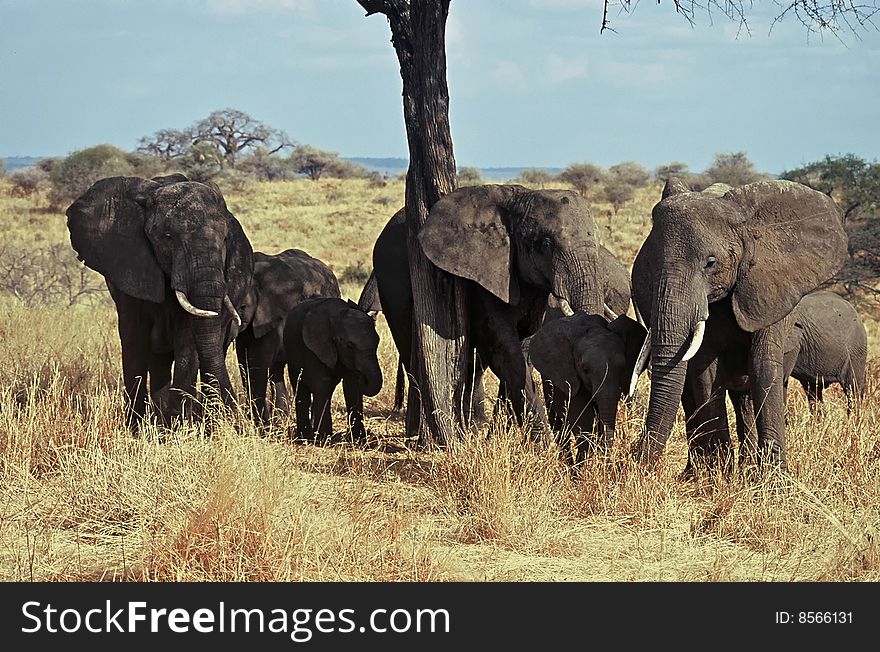 Elephants Herd,Tarangire National Park ,Tanzania. Elephants Herd,Tarangire National Park ,Tanzania