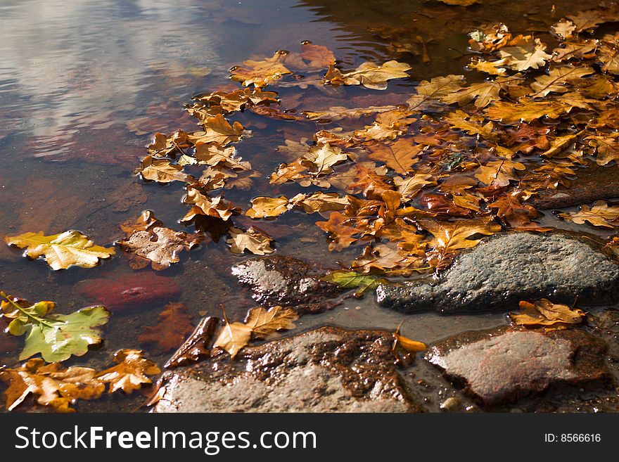 Autumn leaves  in the puddle on sunny day. Autumn leaves  in the puddle on sunny day