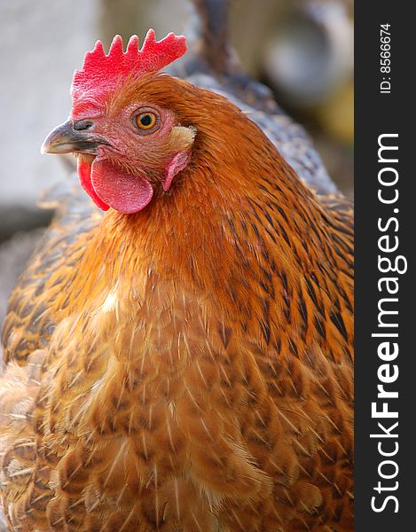 Portrait of free-range chicken. Portrait of free-range chicken
