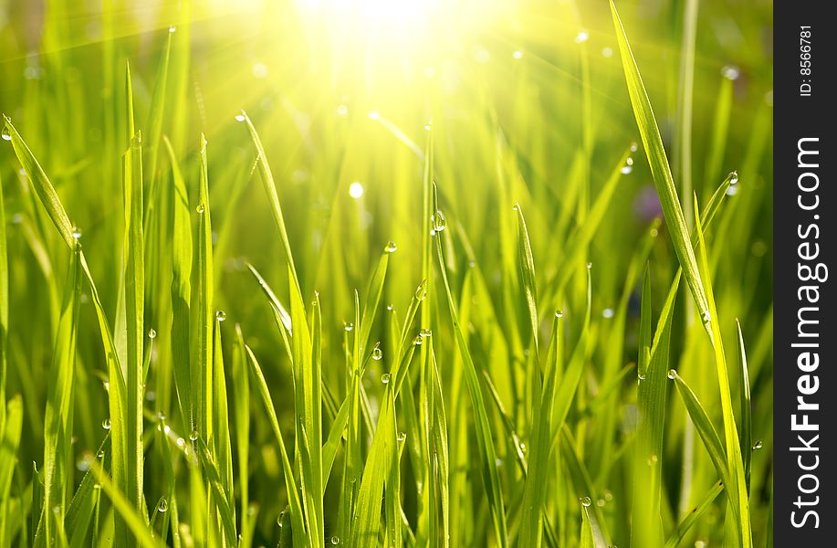 Green grass with water drops on sunset. Green grass with water drops on sunset