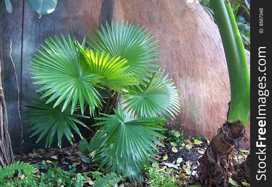 Tropical palm fine from tubercule