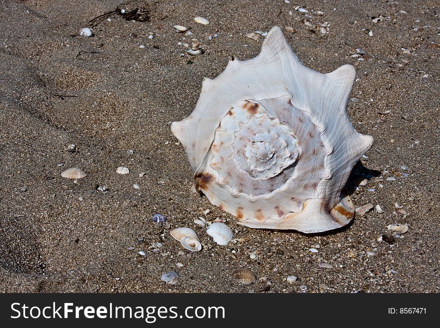 Big sea-shell lying on the sand beach. Japan