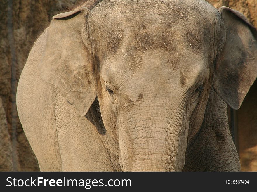 An African Elephant at Ueno Zoo, Japan