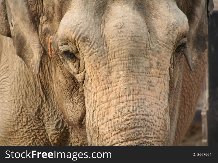 An African Elephant at Ueno Zoo, Japan