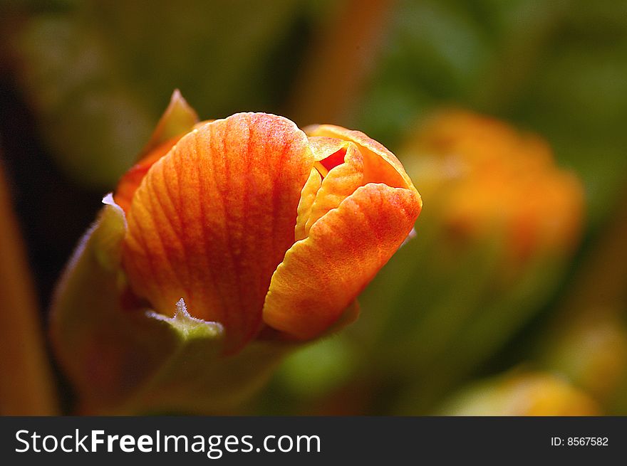 New Orange Primrose bud in Spring garden. New Orange Primrose bud in Spring garden