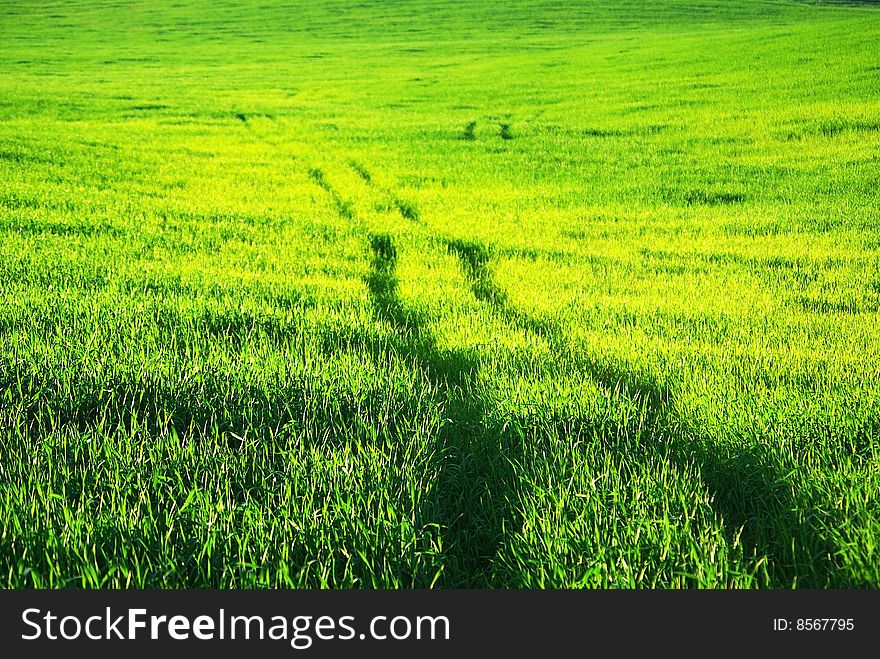 Road On Green Field.