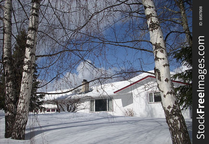 Home In The Birch Trees