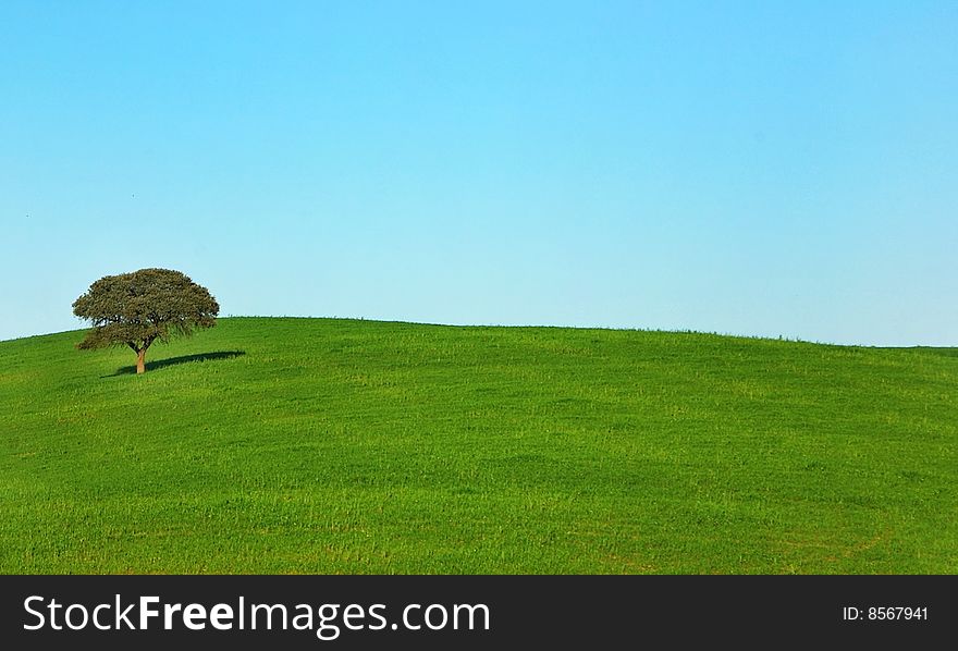 Lonely tree on green field. Lonely tree on green field.