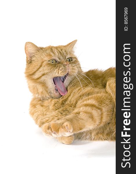 Domestic red cat is yawning on white