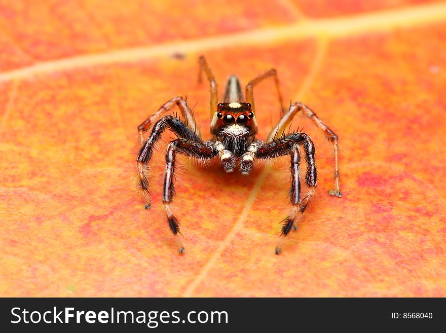 A spider (Epeus Alboguttatus) crawling on orange leaf.