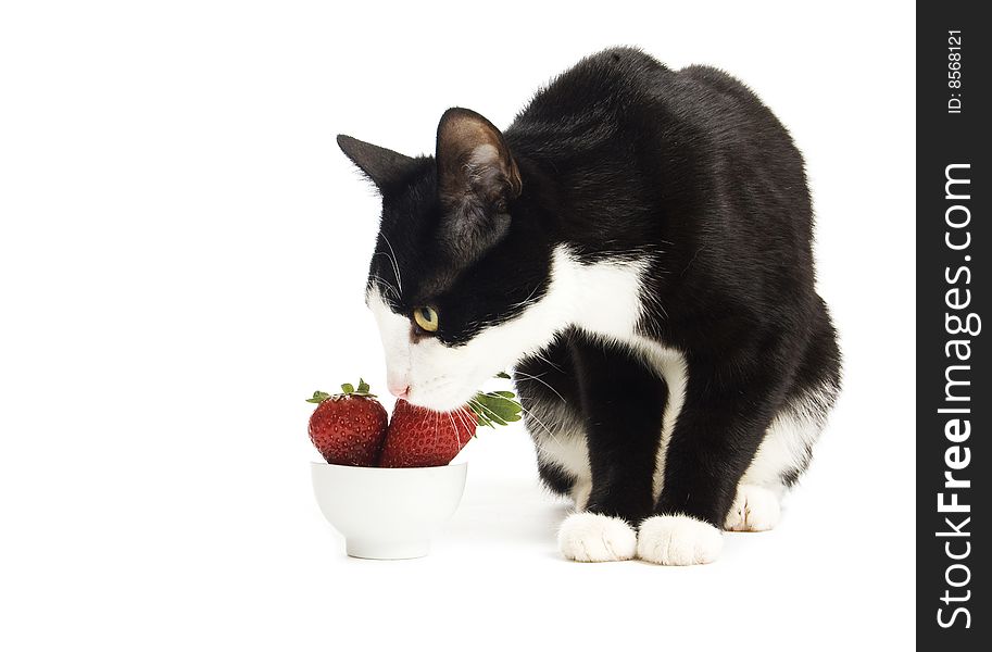 Domestic black white cat with strawberries isolated