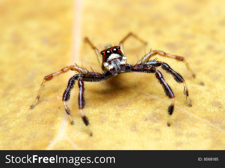 Spider (Epeus Alboguttatus)