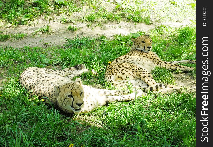 Two cheetahs laying in savannah on the grass