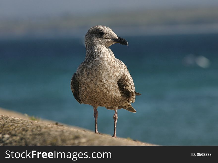 Seagull In Cornwall, England