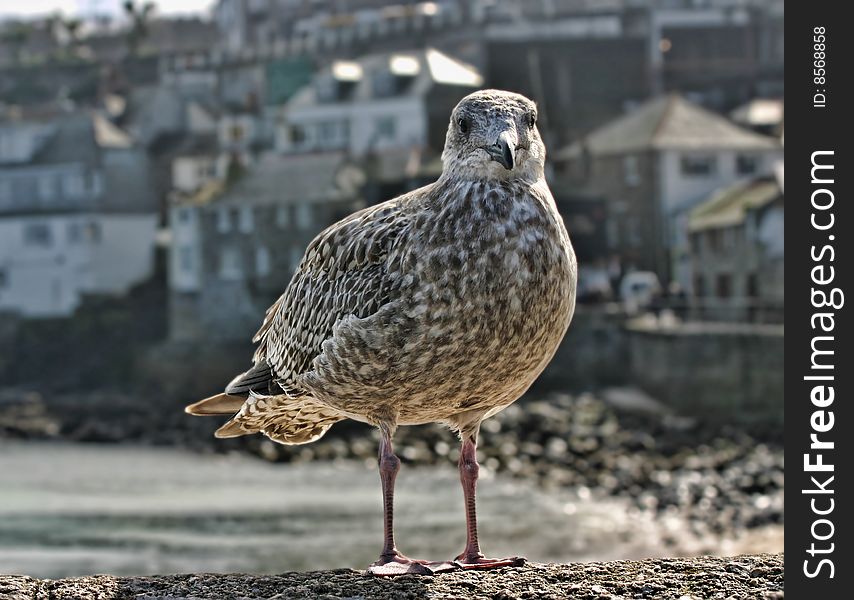 Seagull with houses in the background