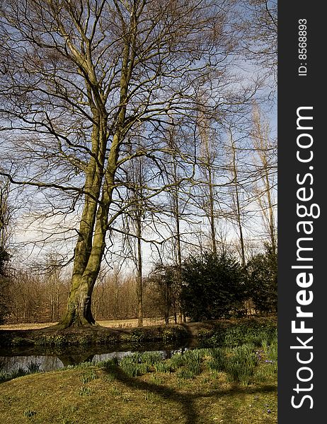 Wide angle shot of a tall tree, spring 2009