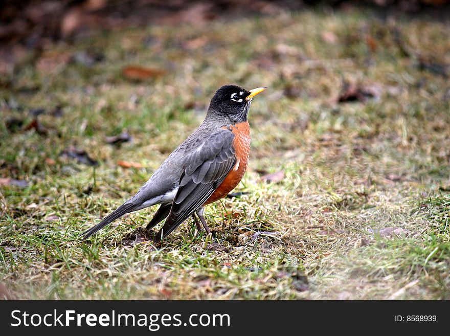 Robin bird with red bosom on the grass