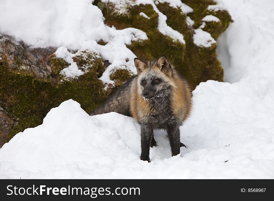 Cross Fox Standing In Snow