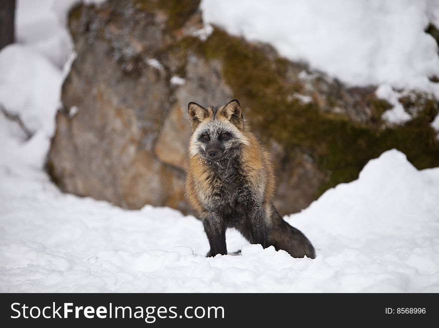 Cross Fox Standing at Alert. Cross Fox Standing at Alert