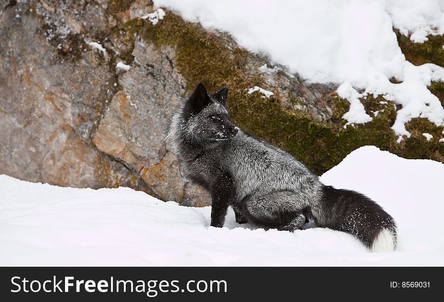 Silver Fox Posing In Portrait