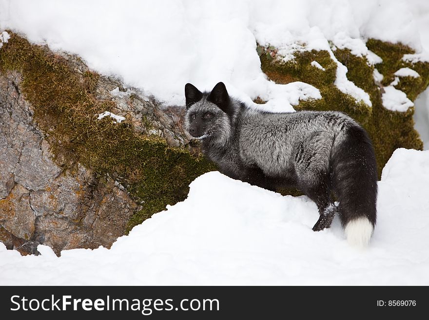 Silver Fox Looking in Snow for Food