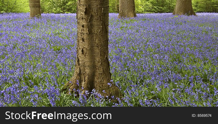 A scene showing the beauty of a carpet of bluebells in a woodland setting. A scene showing the beauty of a carpet of bluebells in a woodland setting.