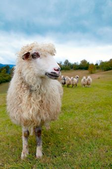 Sheep In Mountain Royalty Free Stock Images