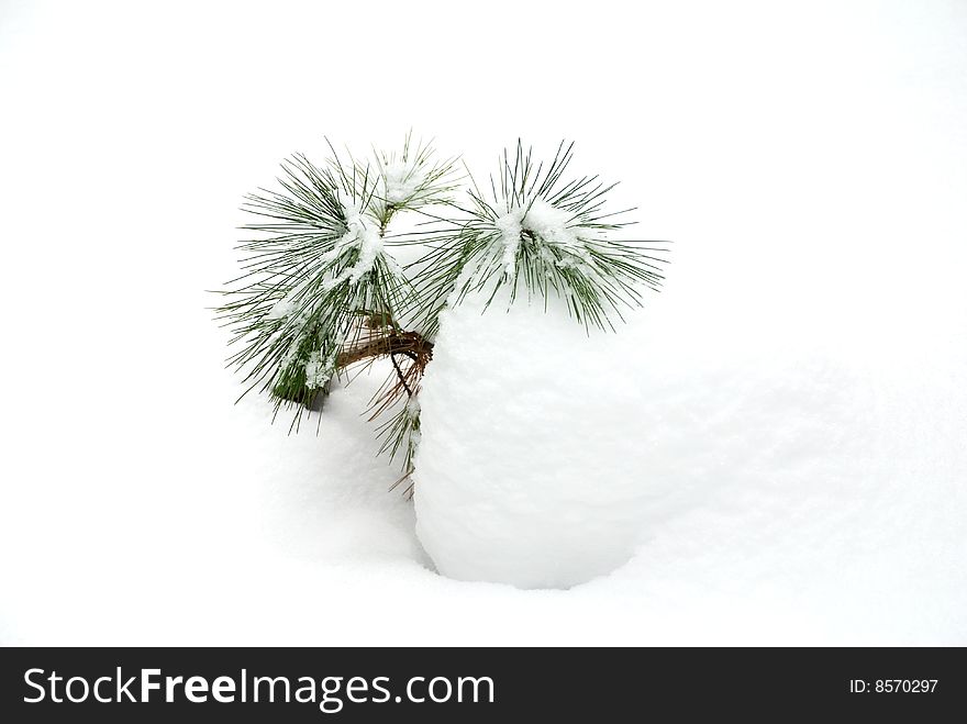 Young cedar on the snow bedspread of January