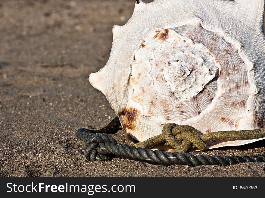 Big sea-shell lying on the sand beach. Japan