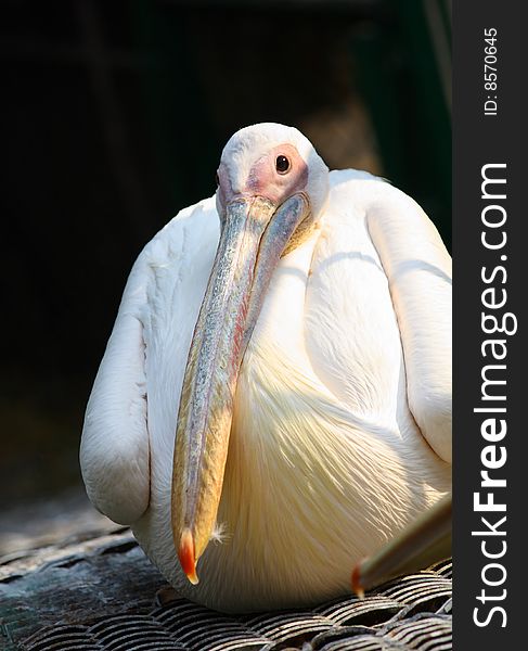 Close up of the white pelican