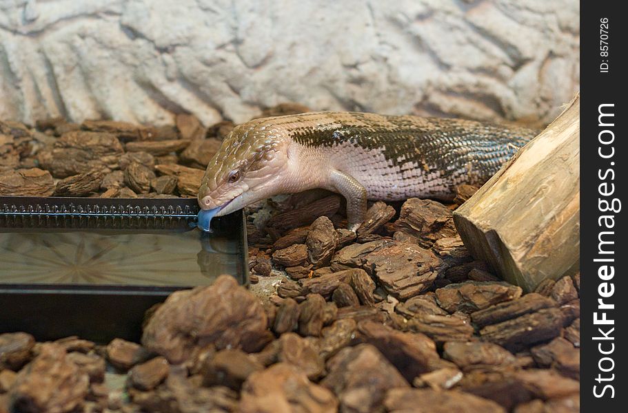 Close-up photo of lizard drinking water. Close-up photo of lizard drinking water