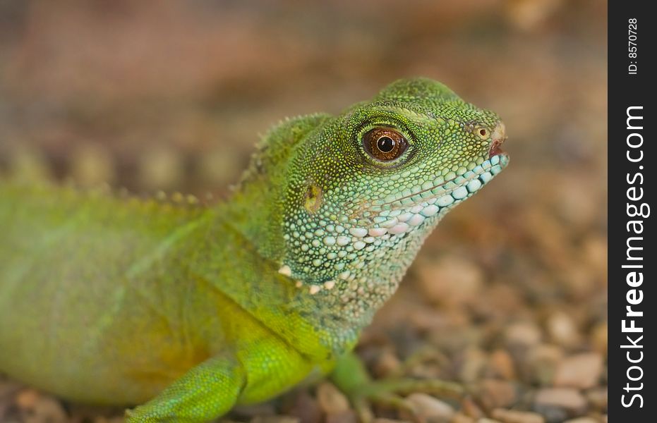 Close-up photo of iguana