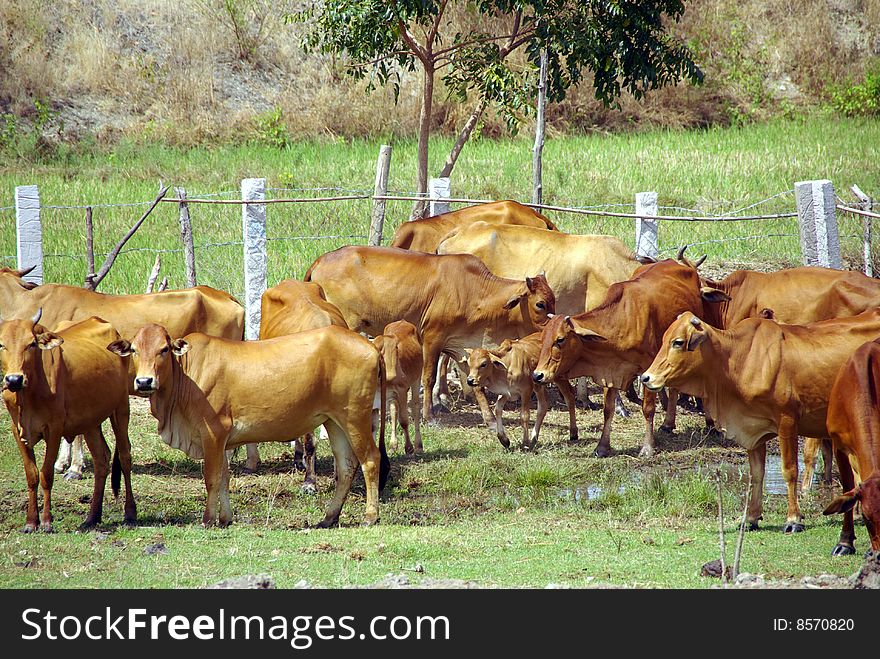 Vietnamese cows in a paddock