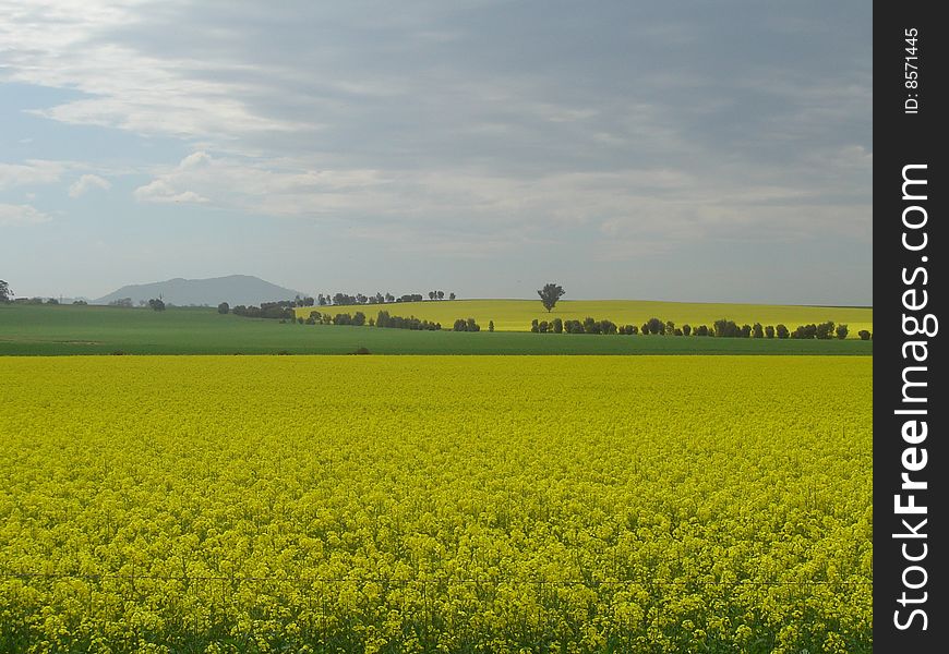 Canola field with pasture and hill in the background. Canola field with pasture and hill in the background