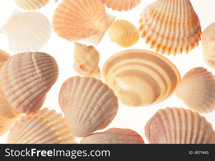 Close up of Seashells on white background