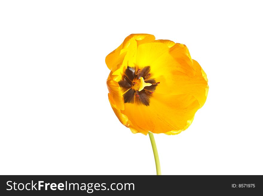Yellow isolated tulp on the white background. Yellow isolated tulp on the white background