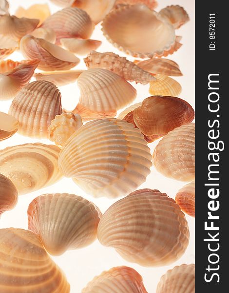 Close up of Seashells on white background