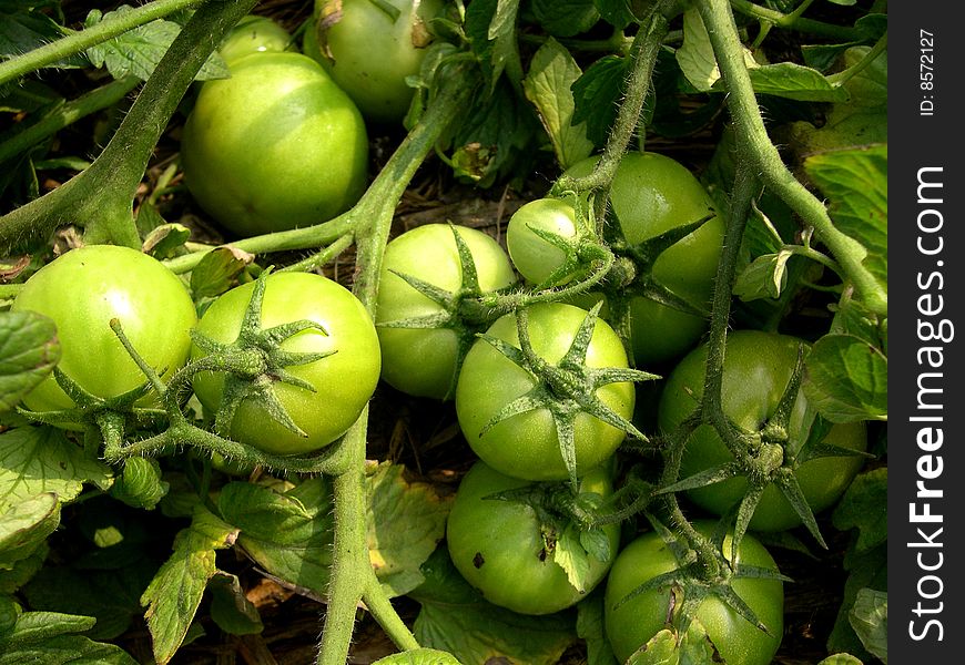 Organic Green Tomatoes