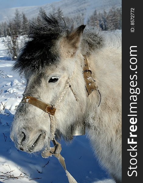 Horse in a bridle and with a hand bell on a neck. Winter. The horse is covered by a wool.