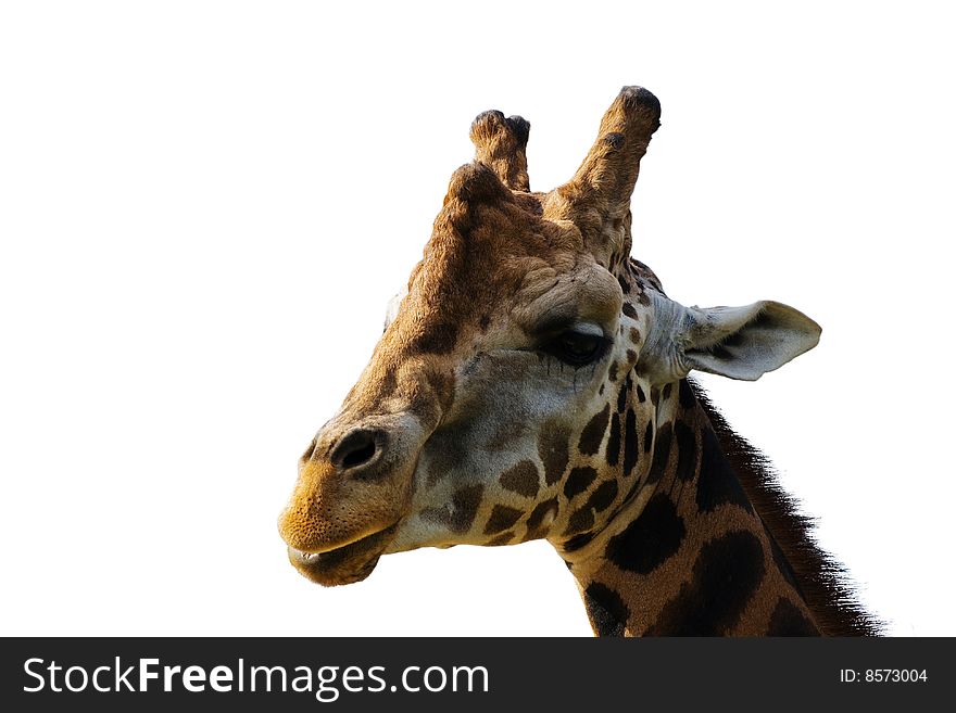 Isolated giraffes head on white background. Isolated giraffes head on white background