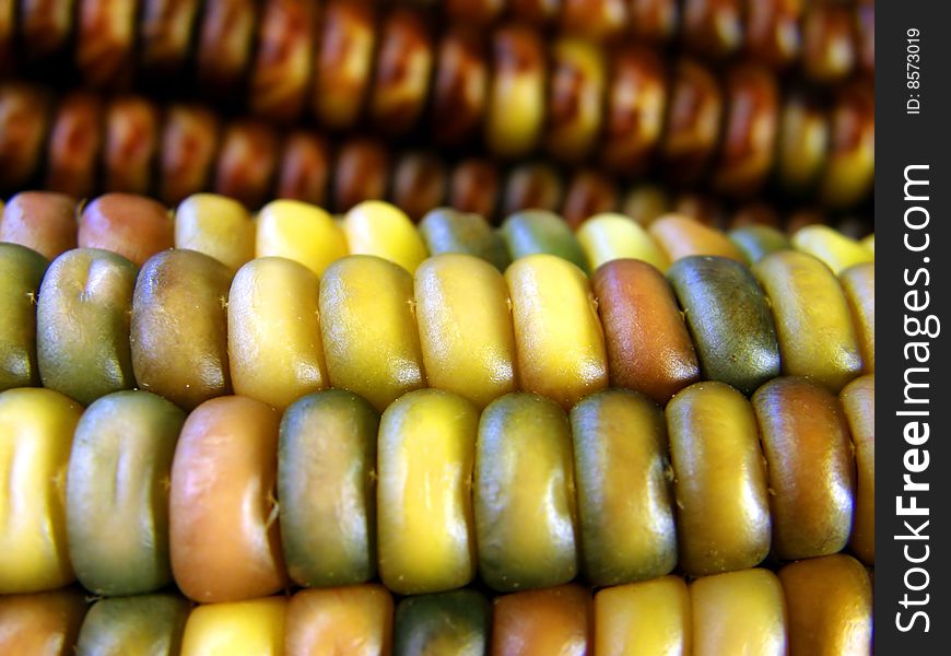 Colorful Corn