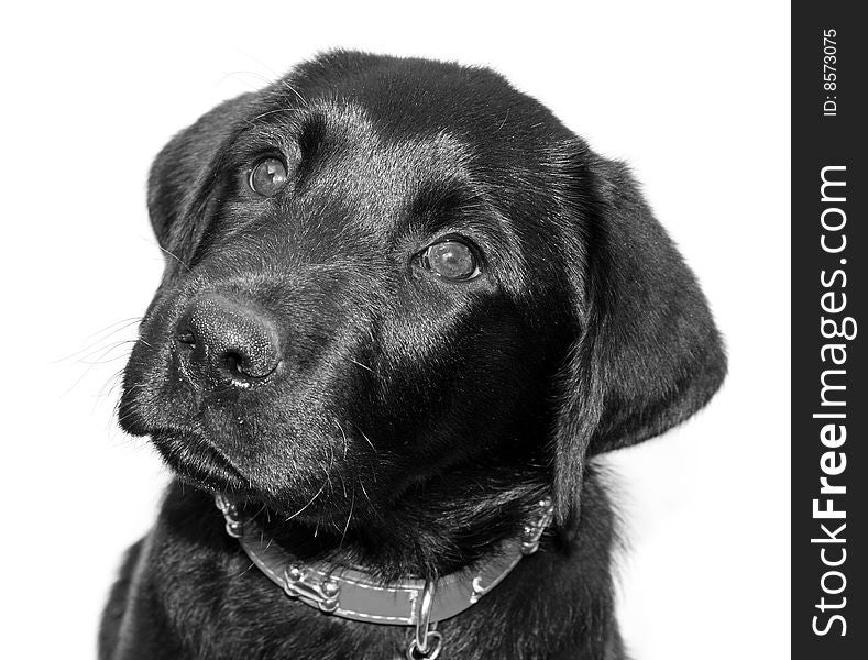 Black Labrador with copyspace for text. Black Labrador with copyspace for text