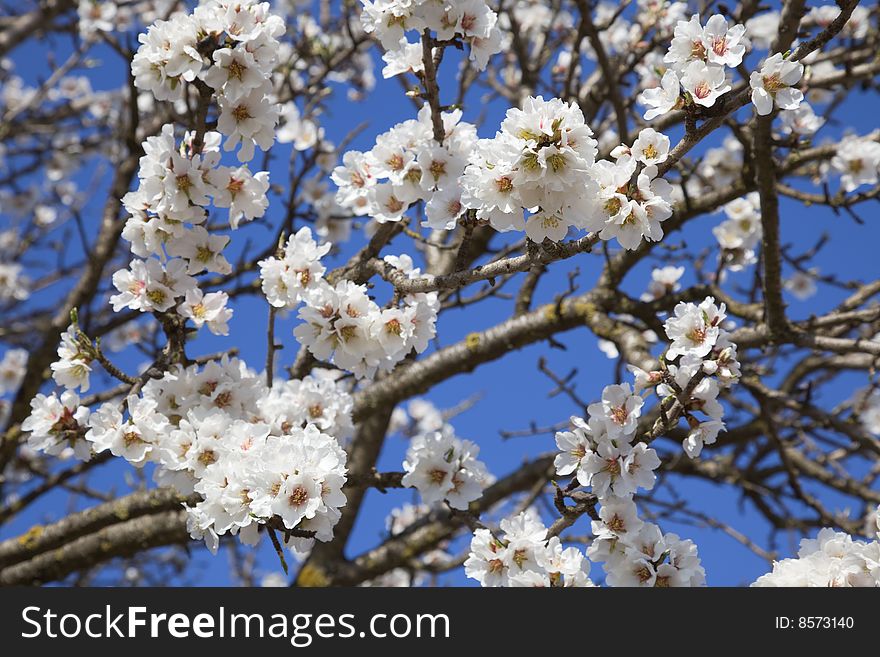 Almond tree in full bloom. Almond tree in full bloom