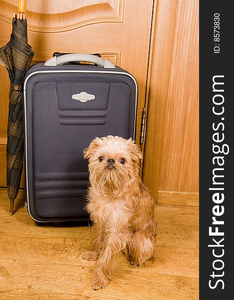 Suitcase, Umbrella And Dog.
