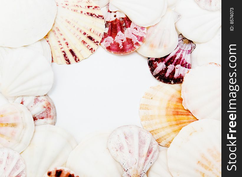 Many large sea shells in a form of a frame around white sheet of paper. Many large sea shells in a form of a frame around white sheet of paper