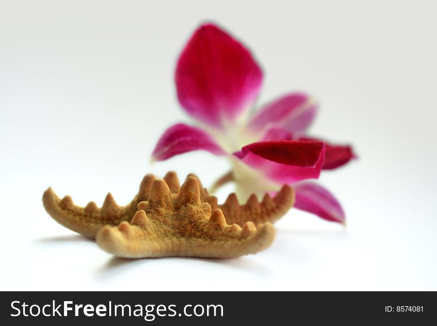 Starfish with orchid on white background. Starfish with orchid on white background