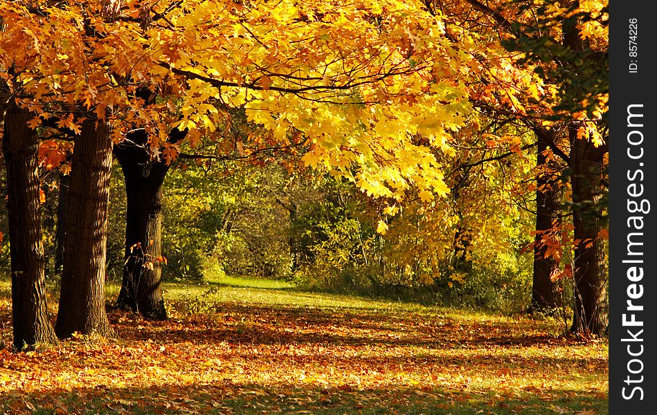 Autumn in the park on sunny day