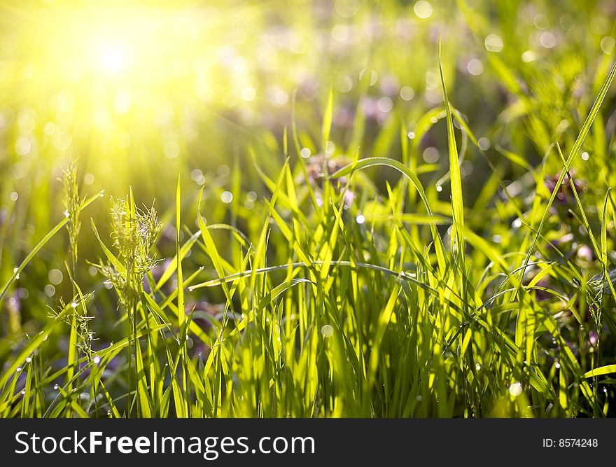 Green grass with water drops on sunset. Green grass with water drops on sunset